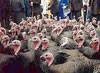 Poulet de Licques ,aux 3 pays